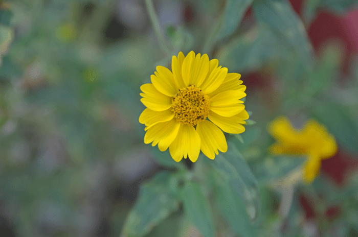 Golden Crownbeard has yellow or orange-yellow flowers, 2 inches (5 cm). Plants have numerous flowering heads with both ray and disk florets; note in photo that the ray florets are 3-toothed. Verbesina encelioides